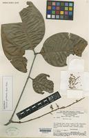 Isotype of Talisia ghilleana Acev.-Rodr. [family SAPINDACEAE]