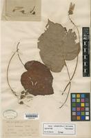 Lectotype of Begonia adscendens C.B.Clarke [family BEGONIACEAE]
