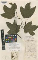 Acer tonkinense Lecomte [family ACERACEAE]
