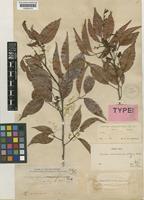 Type of Protium connarifolium Merr. [family BURSERACEAE]