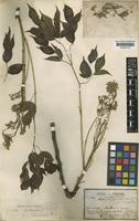 Melia azedarach L. [family MELIACEAE]