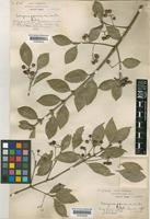 Syntype of Euonymus radicans (Miq.) Siebold ex Hand.-Mazz. var. acutus Rehd [family CELASTRACEAE]