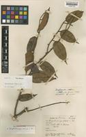 Dryobalanops fusca Slooten [family DIPTEROCARPACEAE]