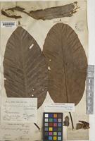 Isotype of Dipterocarpus pterygocalyx Scheff. [family DIPTEROCARPACEAE]