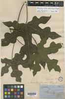 Brachychiton discolor F.Muell. [family STERCULIACEAE]