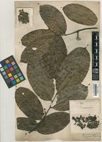 Monocarpia marginalis (Scheff.) J.Sinclair [family ANNONACEAE]