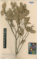 Isolectotype of Mitrephora samarensis Merr. [family ANNONACEAE]