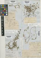 Oxalis corniculata L. [family OXALIDACEAE]