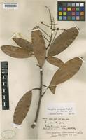 Mangifera pentandra Hook.f. [family ANACARDIACEAE]