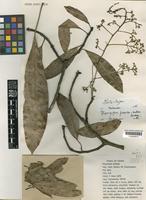 Holotype of Mangifera pseudoindica Kosterm. [family ANACARDIACEAE]