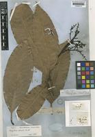 Holotype of Mangifera odorata Griff. [family ANACARDIACEAE]