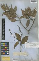 Lectotype of Mangifera microphylla Griff. ex Hook.f. [family ANACARDIACEAE]