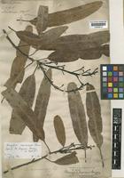 Type of Mangifera fragrans Maingay [family ANACARDIACEAE]
