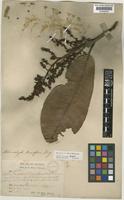 Syntype of Melanochyla densiflora King [family ANACARDIACEAE]