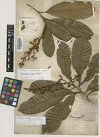 Isotype of Melanochyla maingayi Hook.f. [family ANACARDIACEAE]