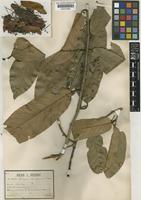 Hopea recopei Pierre ex Laness. [family DIPTEROCARPACEAE]