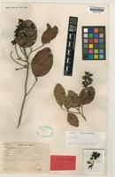 Arytera miniata H.Turner [family SAPINDACEAE]