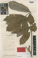 Isotype of Cupaniopsis rhytidocarpa Adema [family SAPINDACEAE]