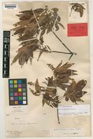 Holotype of Guioa punctata Welzen [family SAPINDACEAE]