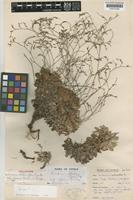 Holotype of Limonium albidum (Guss.) Pignatti subsp. cyprium Meikle [family PLUMBAGINACEAE]
