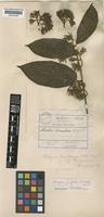 Alangium griffithii Harms [family ALANGIACEAE]