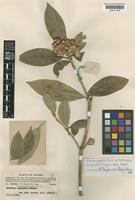 Skimmia japonica Thunb. subsp. reevesiana (Fortune) N.P. Taylor & Airy Shaw [family RUTACEAE]