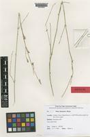 Isotype of Silene danaensis Danin [family CARYOPHYLLACEAE]