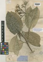 Type of Pavetta rigida Hiern [family RUBIACEAE]