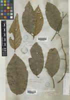 Styrax crotonoides C.B.Clarke [family STYRACACEAE]
