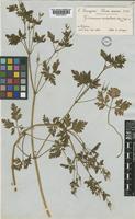 Geranium robertianum L. [family GERANIACEAE]