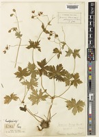 Type of Geranium henryi R.Knuth [family GERANIACEAE]