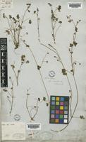 Syntype of Geranium potentilloides L'Hér. ex DC. var. debile Hook. f. [family GERANIACEAE]