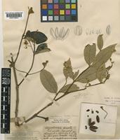 Lagerstroemia indica L. [family LYTHRACEAE]