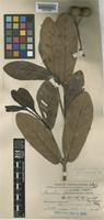 Type of Neonauclea vidalii Merr. [family RUBIACEAE]