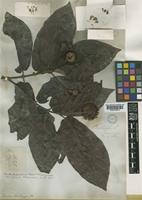Neonauclea bartlingii (DC.) Merr. var. cumingiana (Vidal) Ridsdale [family RUBIACEAE]