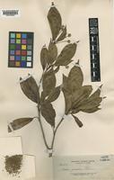 Pertusadina multifolia (Havil.) Ridsdale [family RUBIACEAE]
