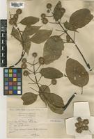 Type of Adina nobilis Geddes [family RUBIACEAE]