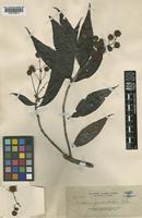 Metadina trichotoma (Zoll. & Moritzi) Bakh.f. [family RUBIACEAE]