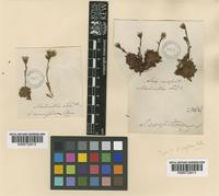 Type of Saxifraga uniflora R.Br. [family SAXIFRAGACEAE]