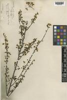 Spiraea hypericifolia L. var. hupehensis Rehder [family ROSACEAE]