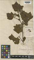 Physocarpus amurensis Maximowicz [family ROSACEAE]