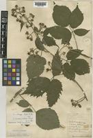 Rubus insectifolius Lefèvre & P.J.Müll. [family ROSACEAE]
