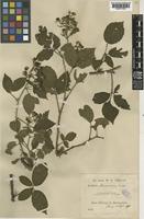 Rubus durescens W.R.Linton [family ROSACEAE]