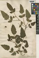 Rubus xanthocarpus Bureau & Franch. [family ROSACEAE]