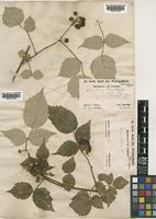 Rubus idaeus L. [family ROSACEAE]