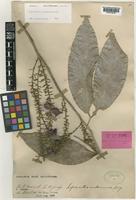 Syntype of Lepisanthes andamanica King [family SAPINDACEAE]