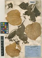Mussaenda angustisepala Ridl. [family RUBIACEAE]