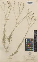 Linum tenuifolium L. [family LINACEAE]