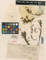 Holotype of Epilobium atriplicifolium A.Cunn. [family ONAGRACEAE]