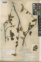 Docynia rufifolia (H. Lev.) Rehder [family ROSACEAE]